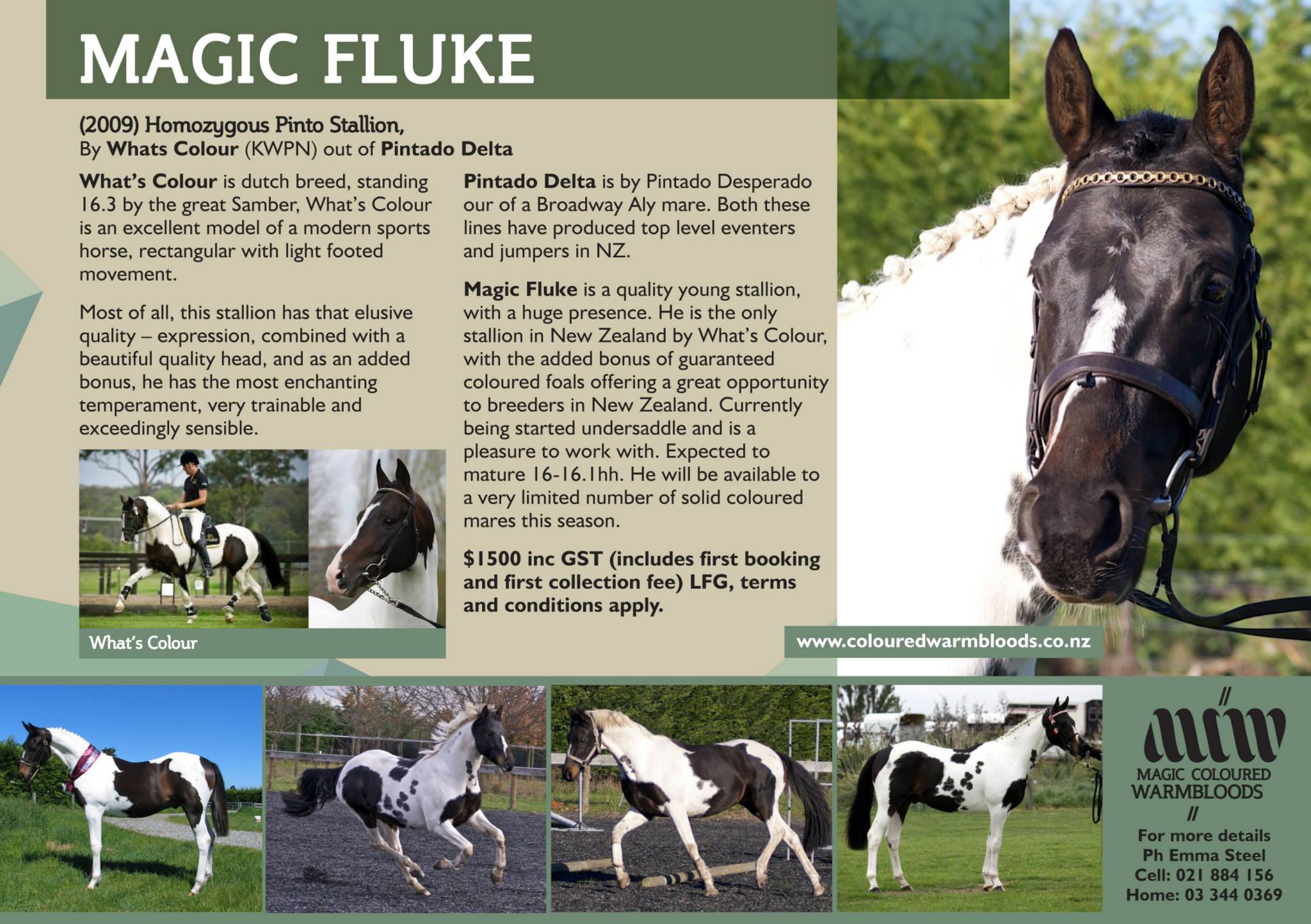 Magic Flute - Coloured Stallion